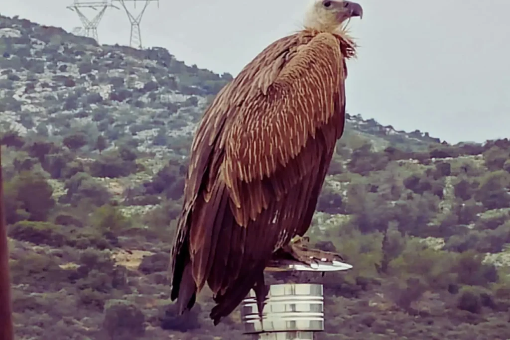 Γύπας στο Χαϊδάρι - Πηγή εικόνων: Χρήστος Παπασούλης, Άγρια Φύση στην Ελλάδα 