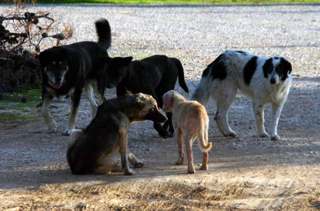 Χρηματοδότηση Δήμων και φορέων για την «επανένταξη» αδέσποτων ζώων